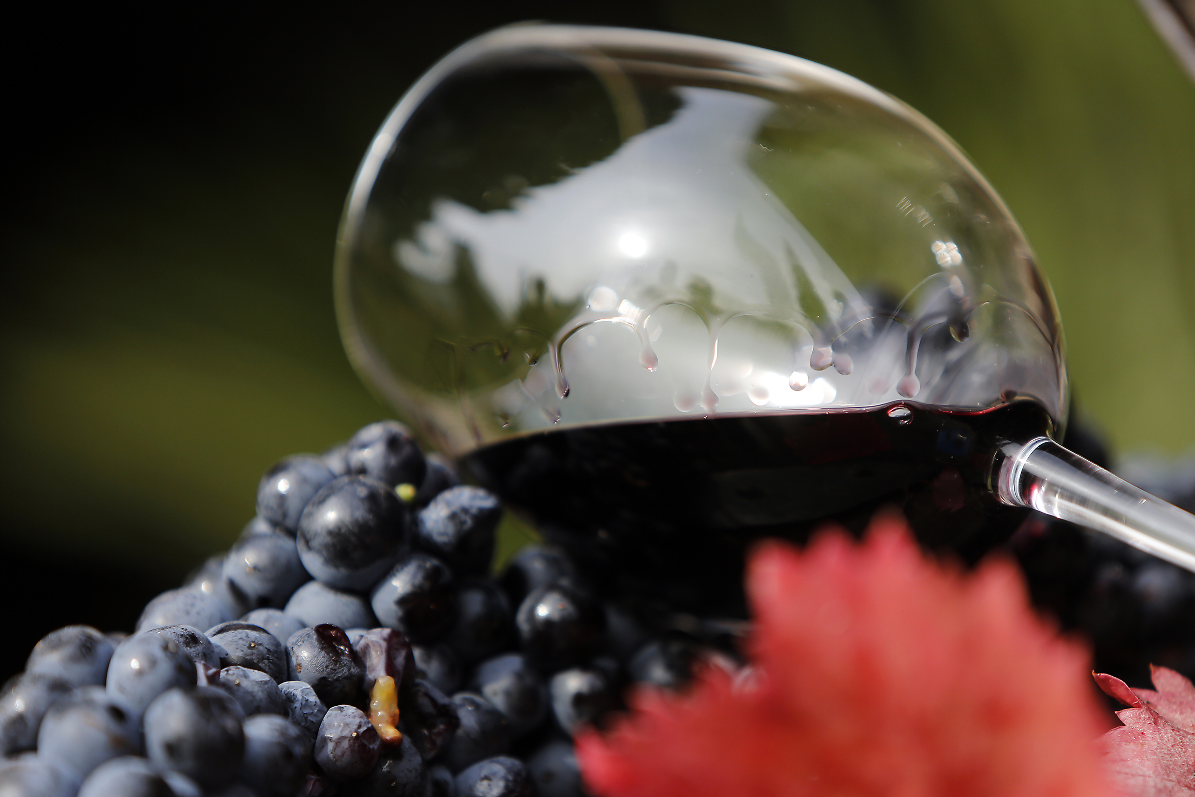 Технология бродильных производств и виноделия
